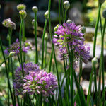 Allium Millennium - Purple Ornamental Onion, 45cm | 1 x 2L | Pink