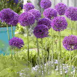 Hayloft Amazing Allium Collection - 75 Bulbs