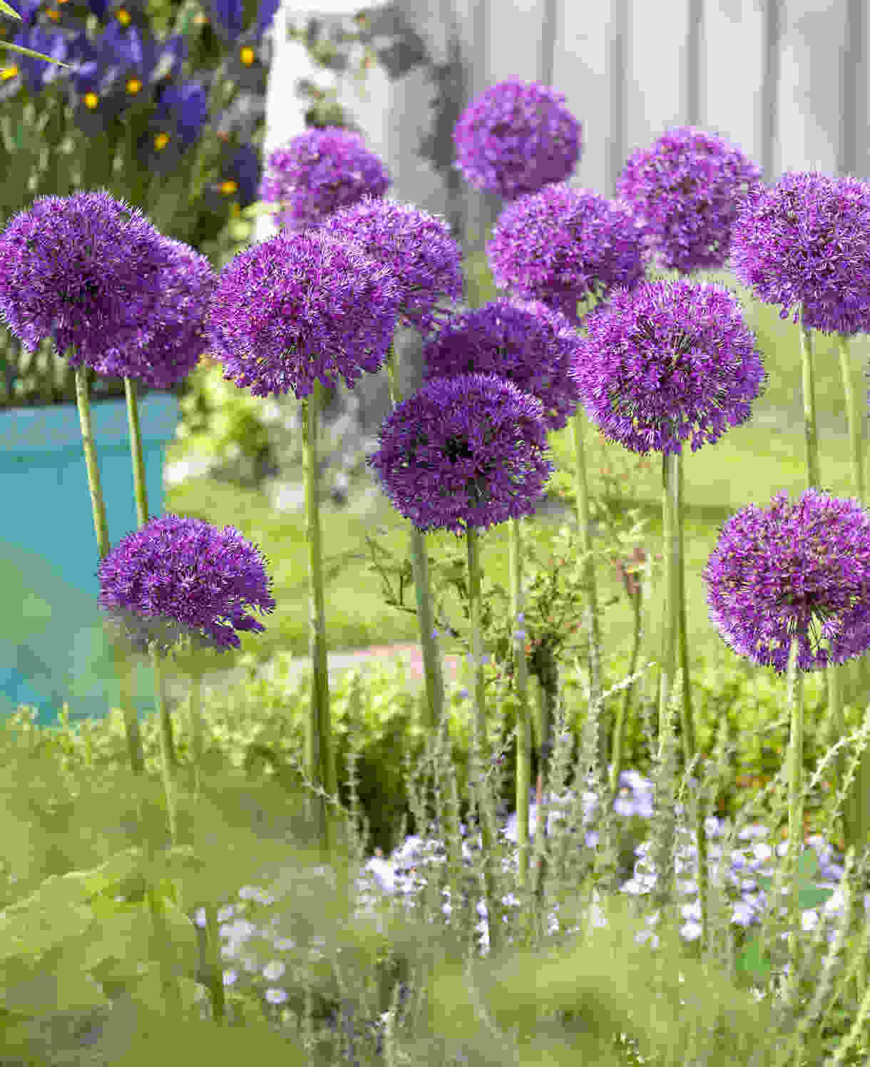 Hayloft Amazing Allium Collection - 75 Bulbs