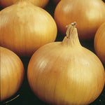 Sturon Onion (rhs Award Of Garden Merit) Seedlings | Set of 40