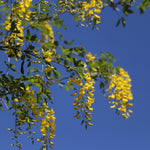 Laburnum Vossii Golden Rain Tree Large 5-6ft