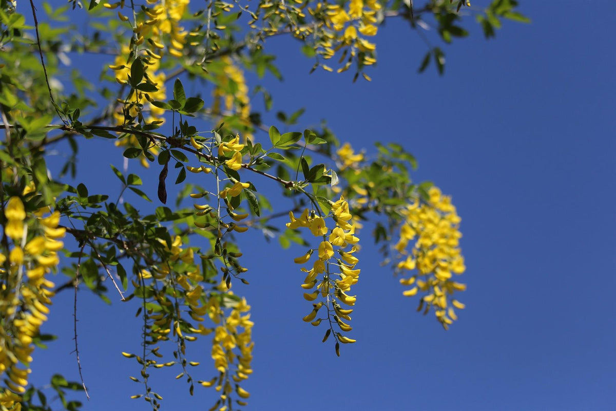 Laburnum Vossii Golden Rain Tree Large 5-6ft