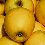 Malus Golden Delicious Apple Fruit Tree 100-120cm Supplied In A 5 Litre Pot Mm106 Rootstock