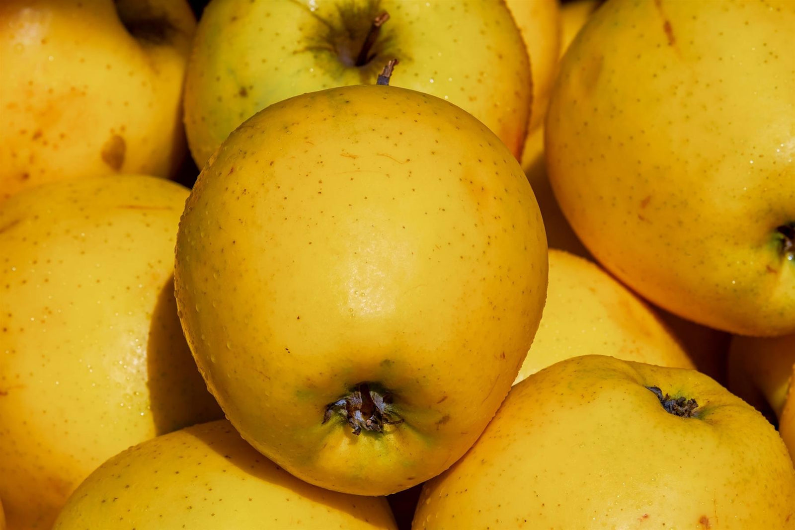 Malus Golden Delicious Apple Fruit Tree 100-120cm Supplied In A 5 Litre Pot Mm106 Rootstock