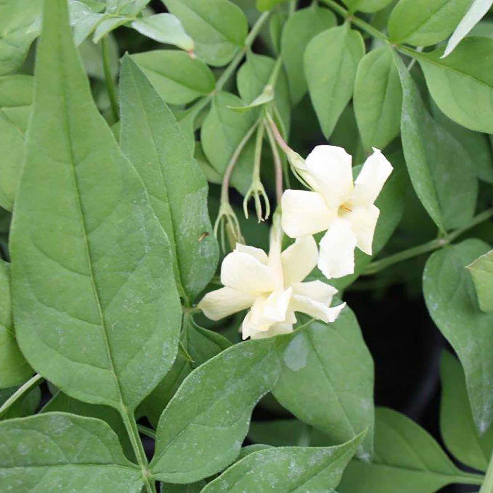 Jasmine 'clotted Cream' Vigorous Fragrant Climber | 1 x 3L | White