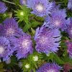 Stokesia 'mel's Blue' Compact Lavender-blue Perennial | Set of 1 | Lavender