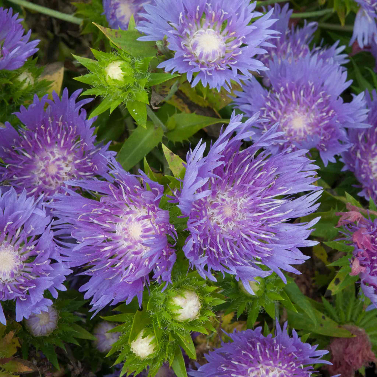 Stokesia 'mel's Blue' Compact Lavender-blue Perennial | Set of 1 | Lavender