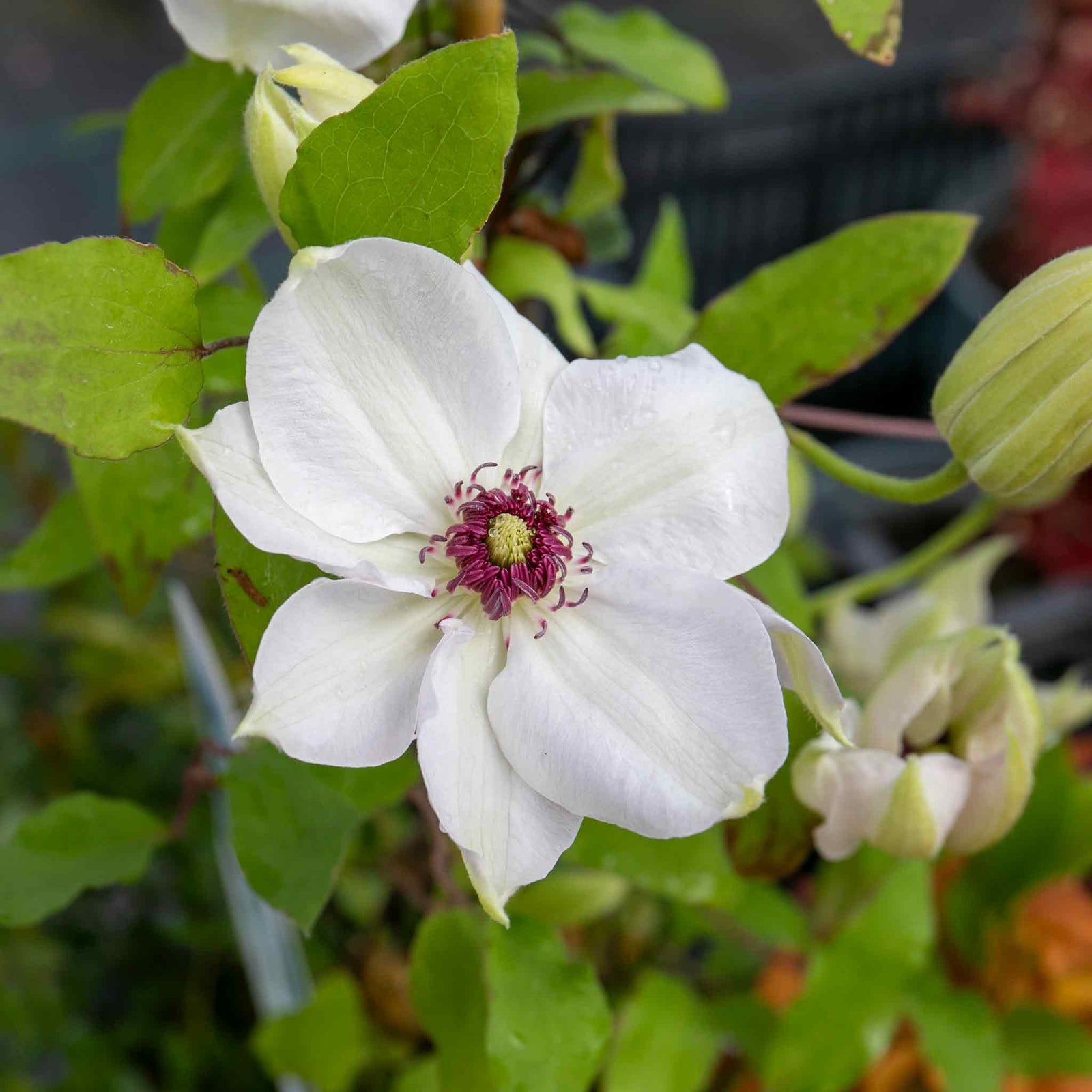 Clematis Miss Bateman Hardy White Climber | 1 x 2L | Green & White