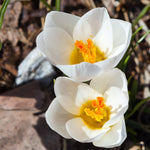 Thompson & Morgan Mixed Crocus Bulb Collection - 80 Bulbs