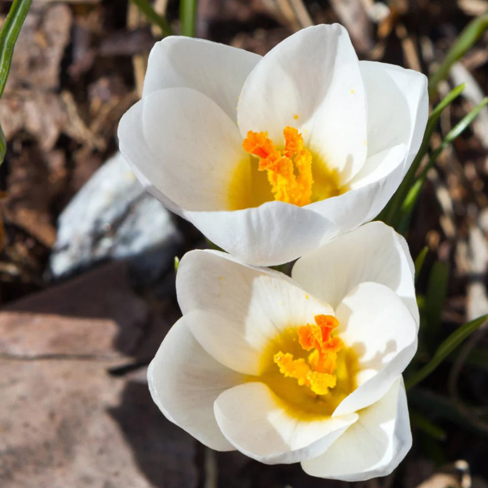 Thompson & Morgan Mixed Crocus Bulb Collection - 80 Bulbs