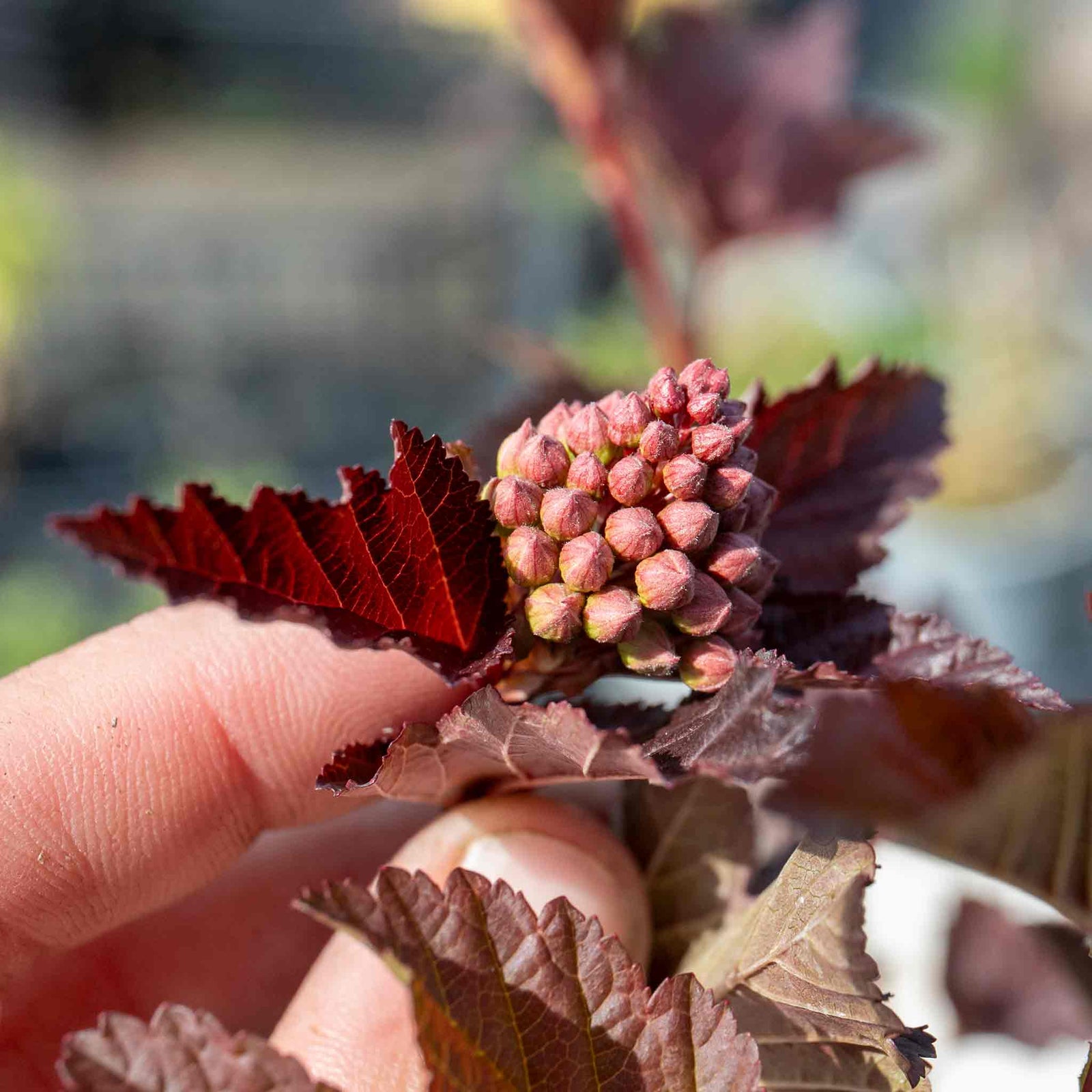 Physocarpus 'lady In Red' Hardy Red-foliage Shrub 150 Cm | 1 x 9cm