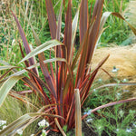 Phormium 'maori Queen' Evergreen, Drought-tolerant Border Plant | 1 x 9cm | Green & Pink