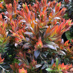 Callistemon Evergreen Red Rocket Bottle Brush Shrub Large Plant Supplied In A 2/3 Litre Pot