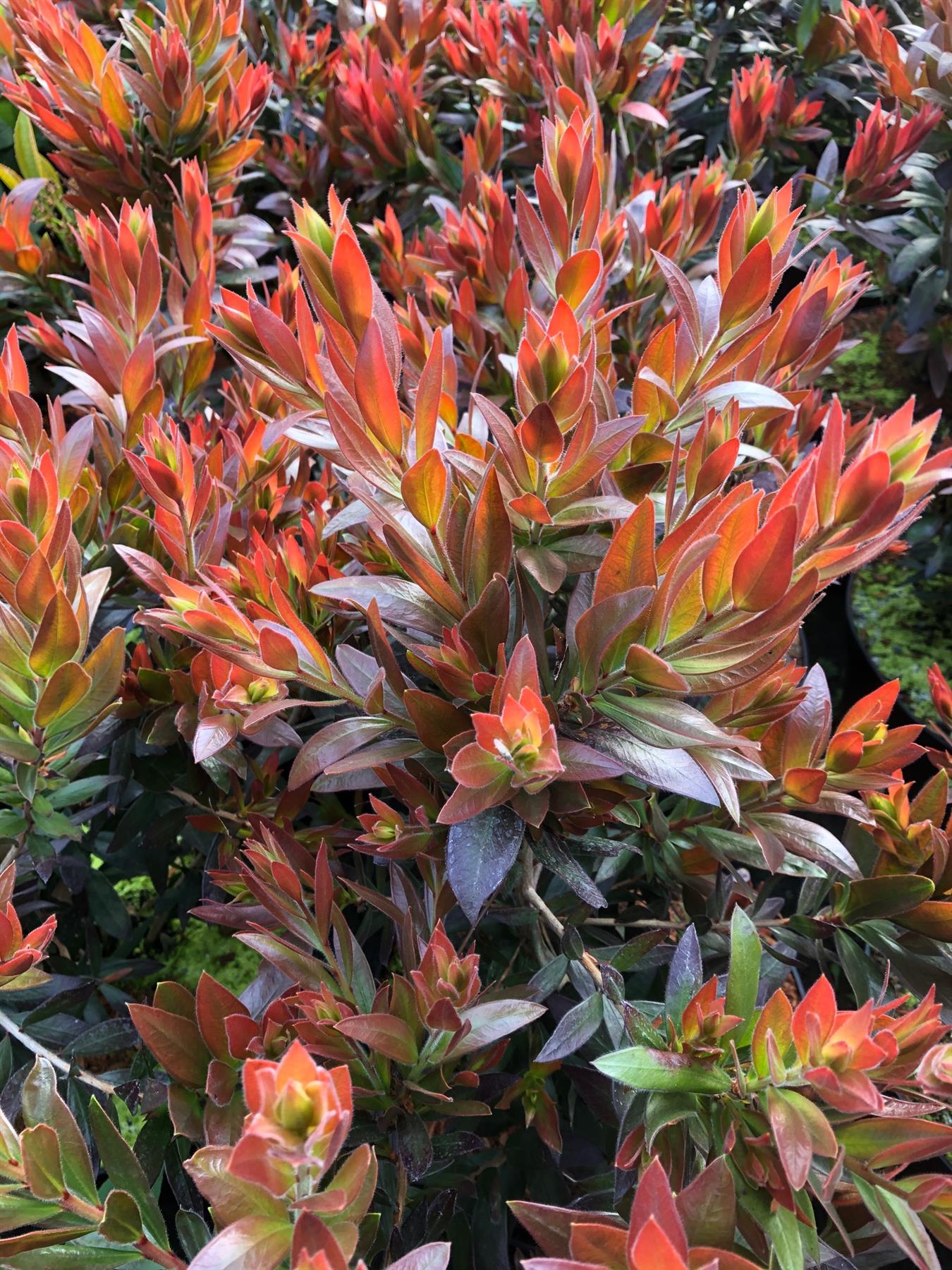 Callistemon Evergreen Red Rocket Bottle Brush Shrub Large Plant Supplied In A 2/3 Litre Pot