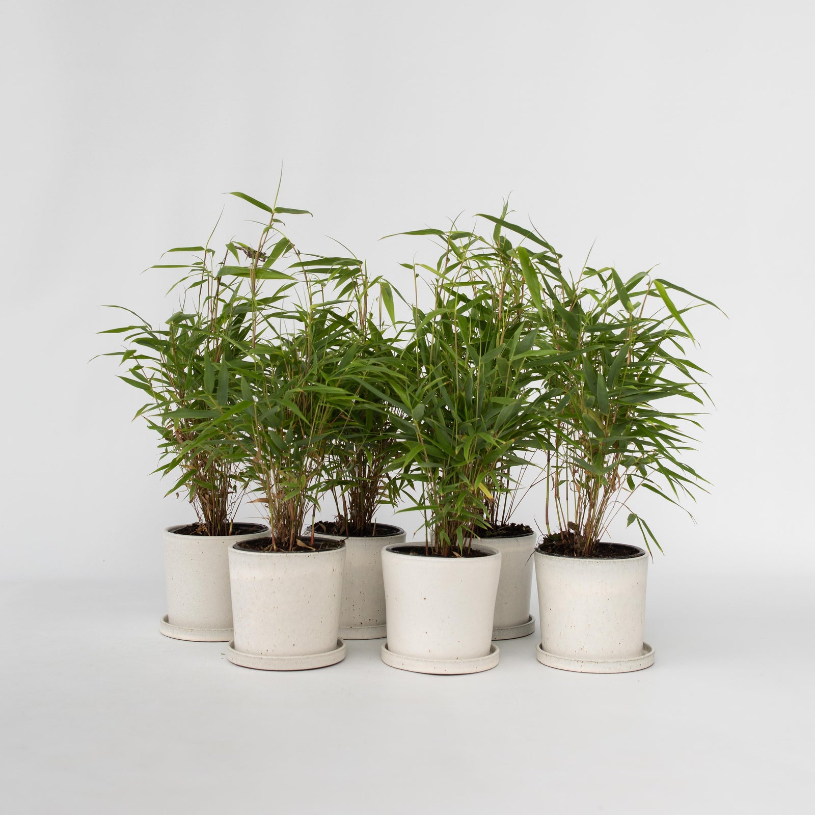 Dragonhead Bamboo - 6 Pcs. - Fargesia Rufa - Height 25-40cm - ⌀13cm | Set of 6 | Green