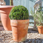 Thompson & Morgan A Pair Of Topiary Buxus Sempervivum Balls