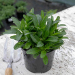 Leucanthemum 'real Charmer' Frilly White Daisies 100 Cm Perennial | 3 x 9cm
