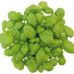 Basil Loki Organic Seeds | 500 Seeds | Green