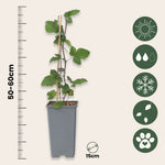 Currant Plant - 2 Pcs. - Ribes Rubrum 'jonkheer Van Tets' - H50-60cm - ⌀15cm | Set of 2 | Red