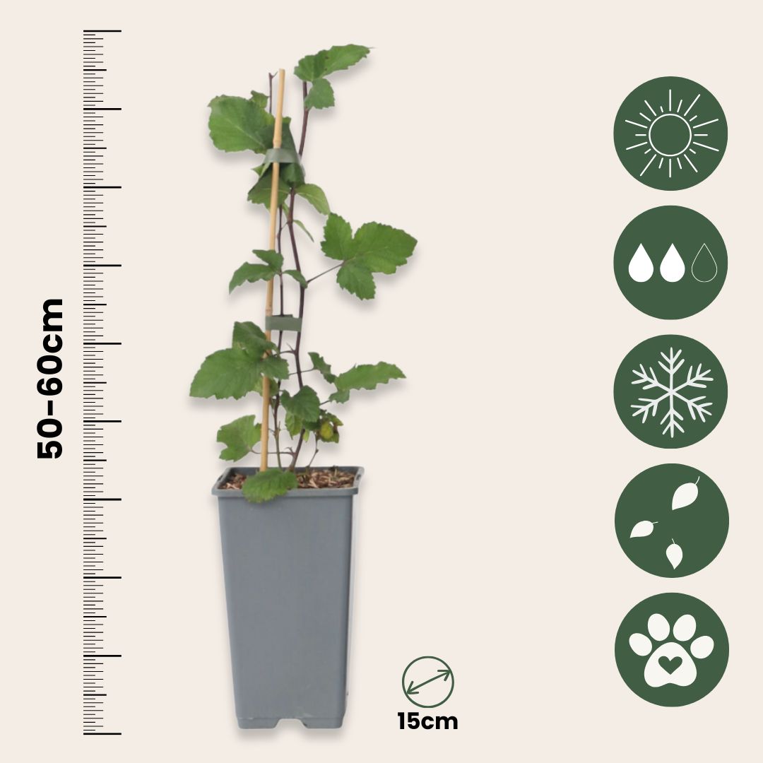 Currant Plant - 4 Pcs. - Ribes Rubrum 'jonkheer Van Tets' - H50-60cm - ⌀15cm | Set of 4 | Red