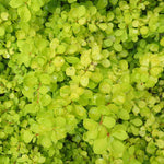 Berberis Thunbergii 'golden Horizon' | 3 x 7cm Plants | Yellow