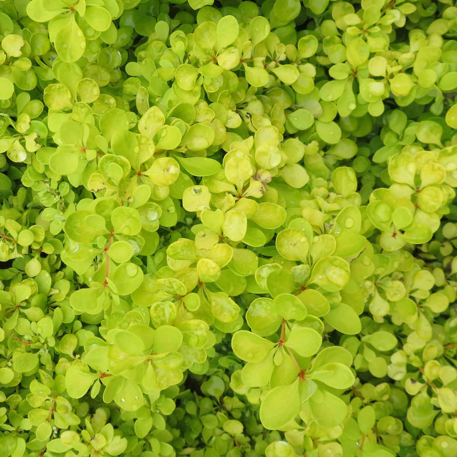 Berberis Thunbergii 'golden Horizon' | 3 x 7cm Plants | Yellow