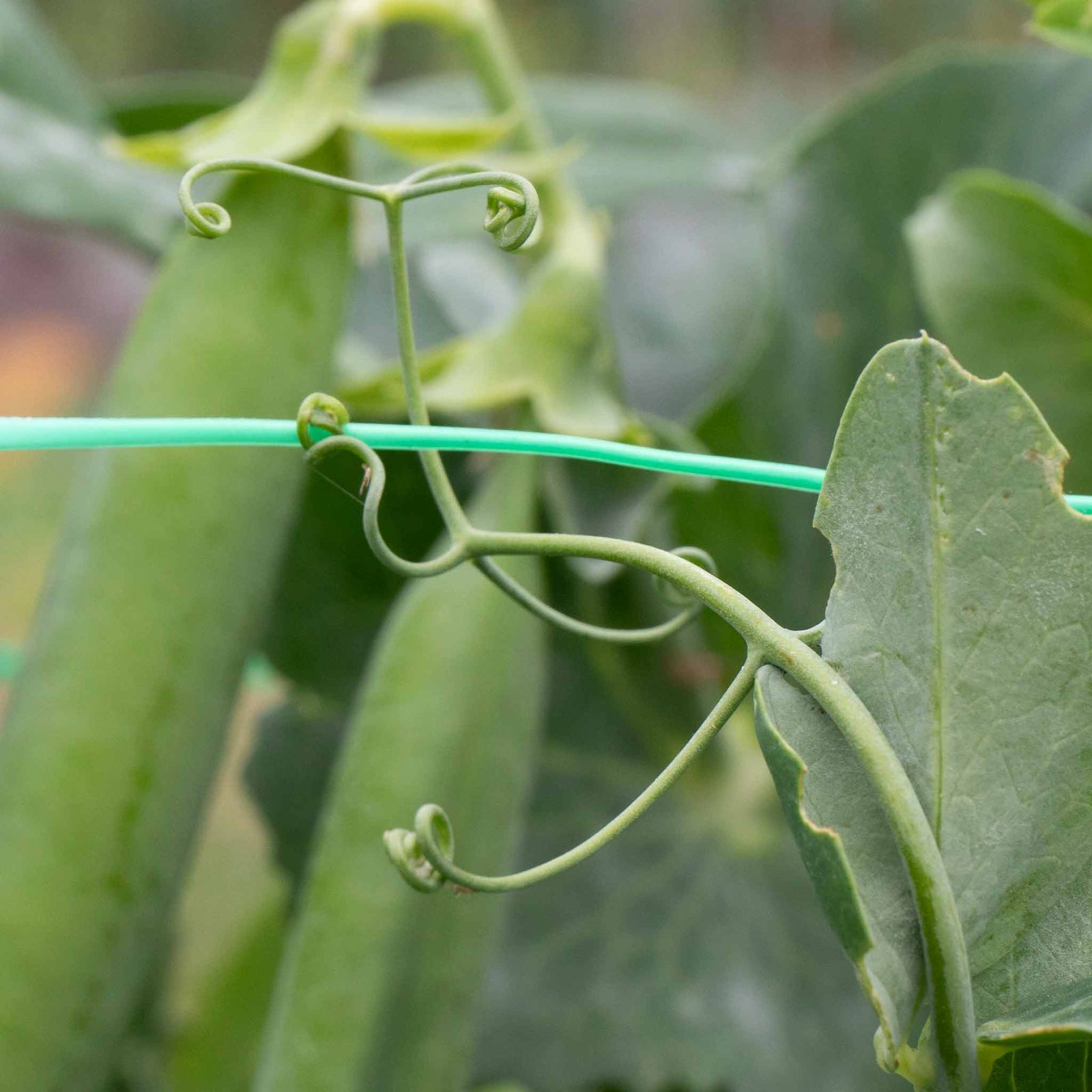Pea Hurst Green Shaft | 300 Seeds