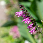 Salvia Nursery Favourites Collection - Hayloft Best Salvia In 1l Pots