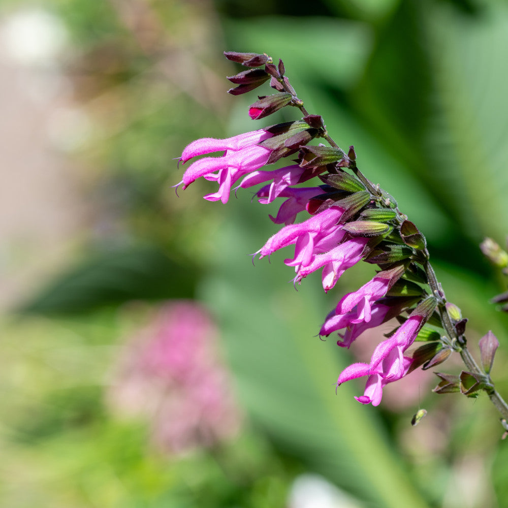 Salvia Nursery Favourites Collection - Hayloft Best Salvia In 1l Pots
