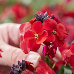 Erysimum 'colour Vibe Red' , Hardy Evergreen Perennial, Pollinator-friendly | 1 x 2L | Deep Red