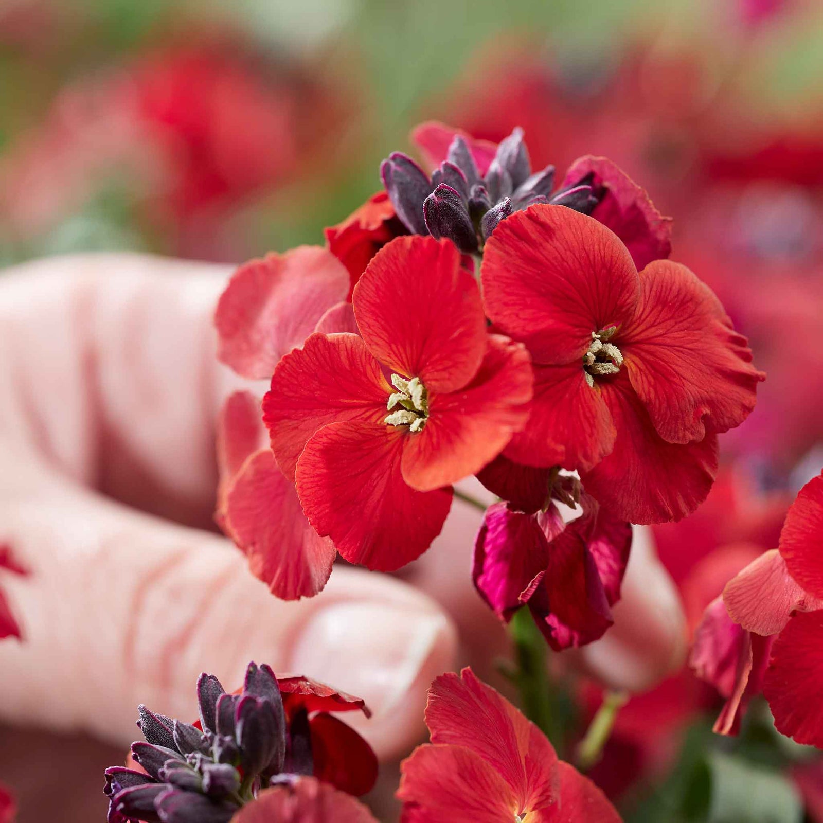 Erysimum 'colour Vibe Red' , Hardy Evergreen Perennial, Pollinator-friendly | 1 x 2L | Deep Red
