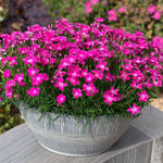 Dianthus 'kahori' By - Fragrant Pink Perennial 9cm | Set of 3