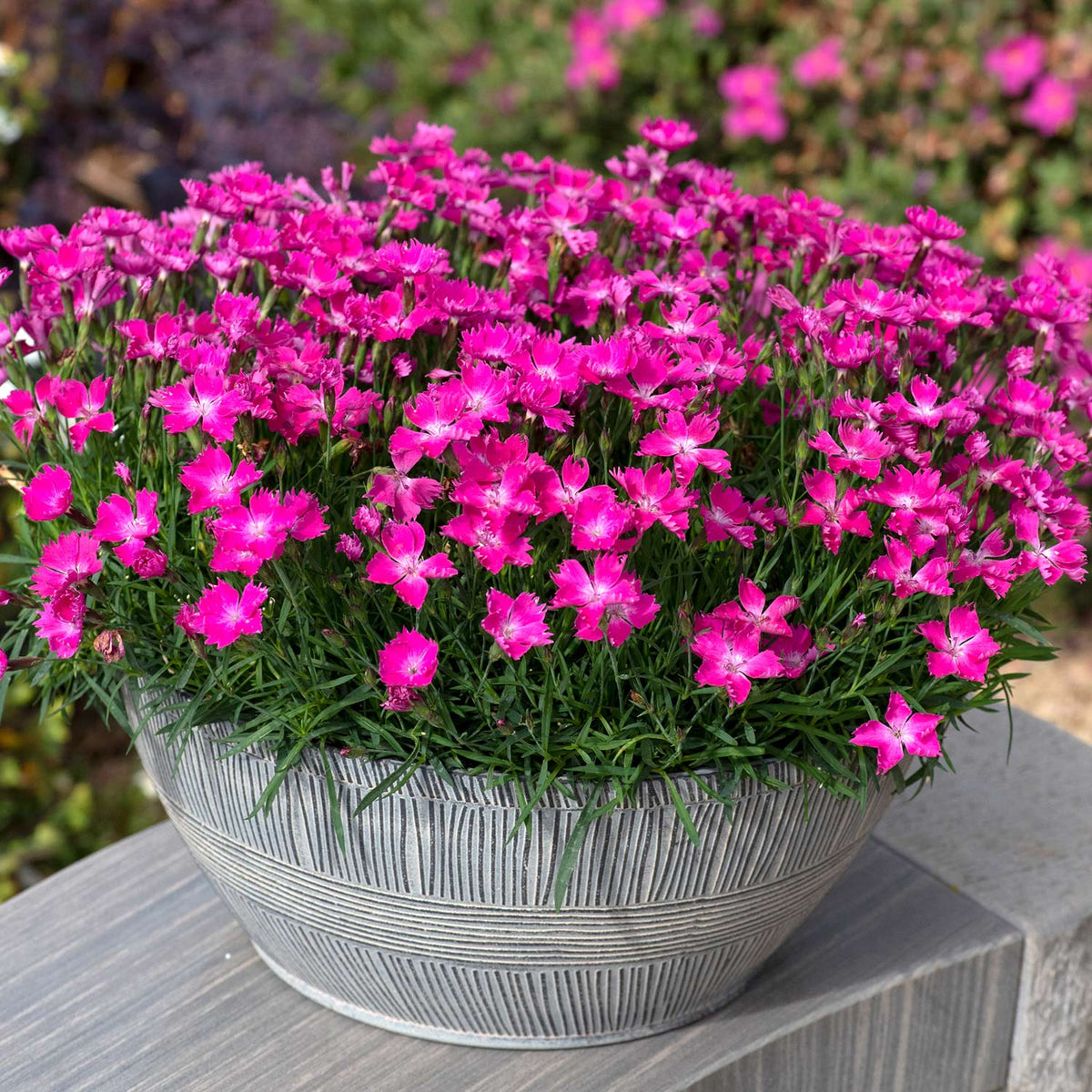 Dianthus 'kahori' By - Fragrant Pink Perennial 9cm | Set of 3