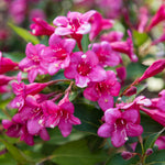 Welcoming Weigela Collection - Pollinators Paradise Set Of Shrubs 3 In 9cm Pots