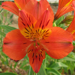 Exclusive Summer Sizzling Alstroemeria Collection - 3 x 9cm pots
