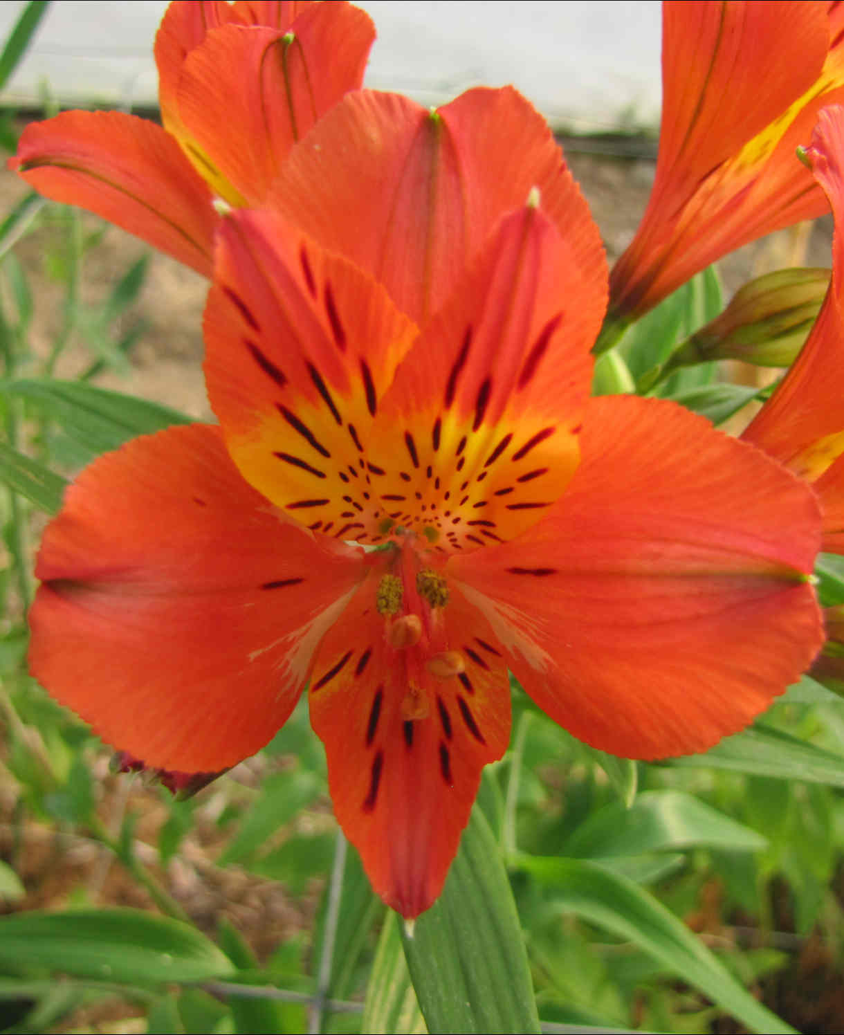 Exclusive Summer Sizzling Alstroemeria Collection - 3 x 9cm pots