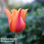 Thompson & Morgan Tulip Super Scented Collection 32 Bulbs