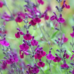 Timeless Salvia Collection - 12 Young Plants 1 Of Each Variety