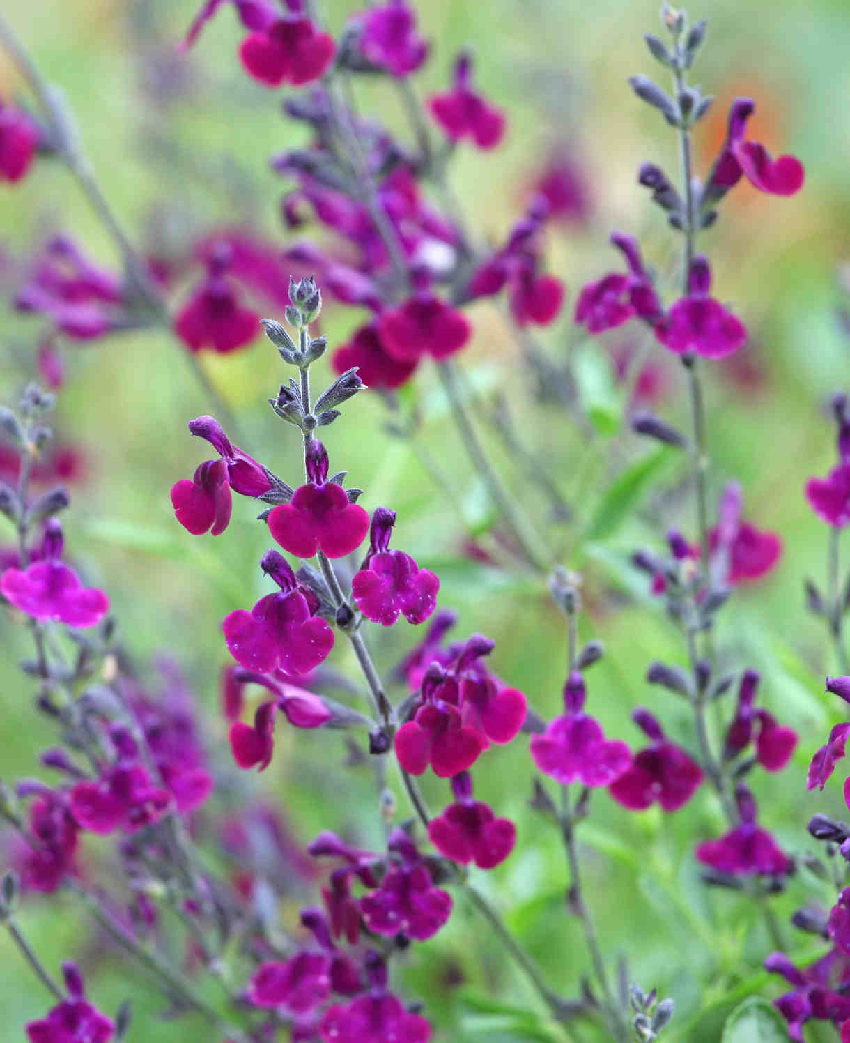 Timeless Salvia Collection - 12 Young Plants 1 Of Each Variety