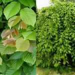 Carpinus Betulus Pendula Tree 6ft Tall Supplied In A 12 Litre Pot