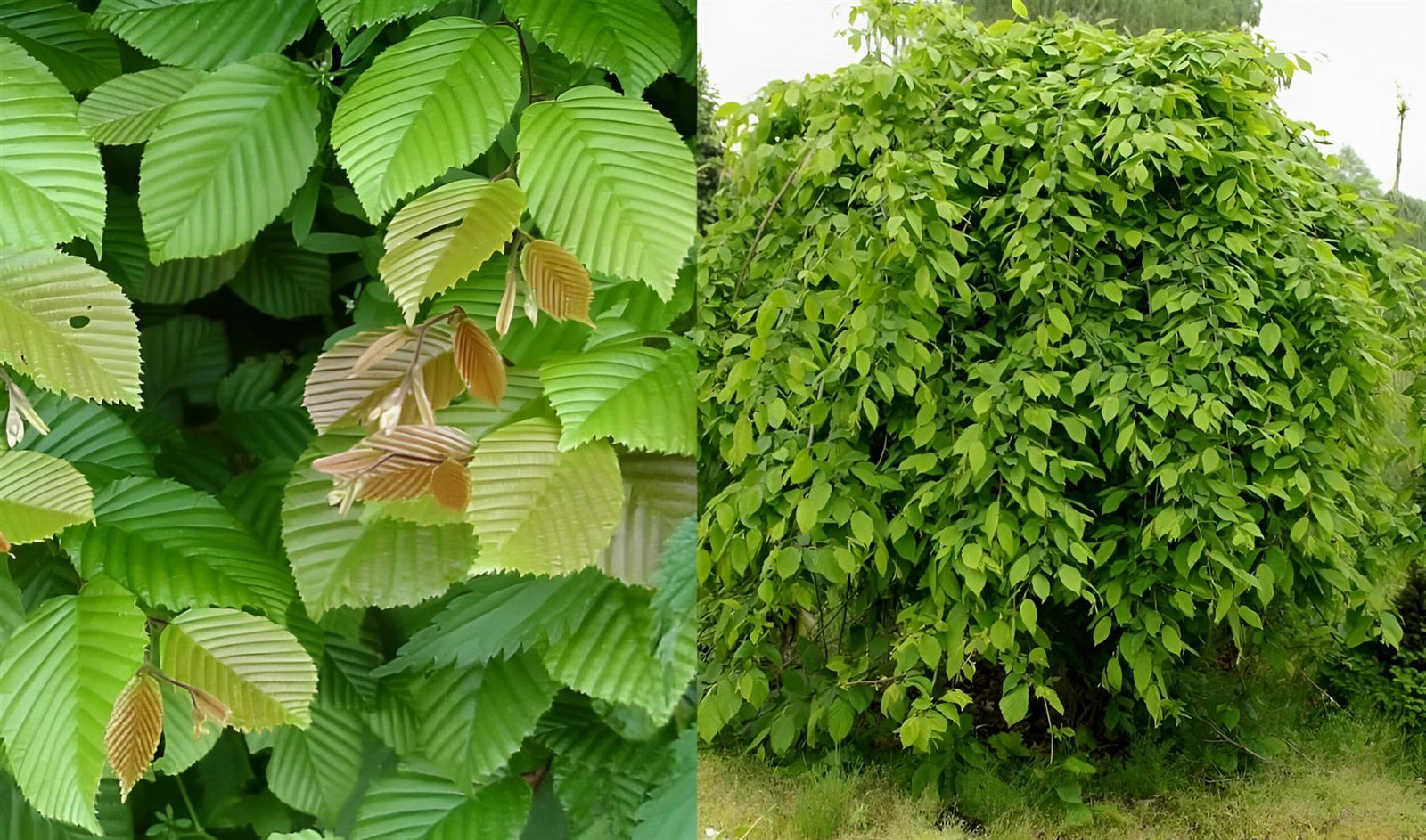 Carpinus Betulus Pendula Tree 6ft Tall Supplied In A 12 Litre Pot