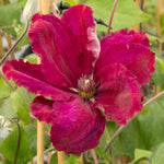 Clematis 'rouge Cardinal' Climbing Red Clematis | 1 x 3L | Red