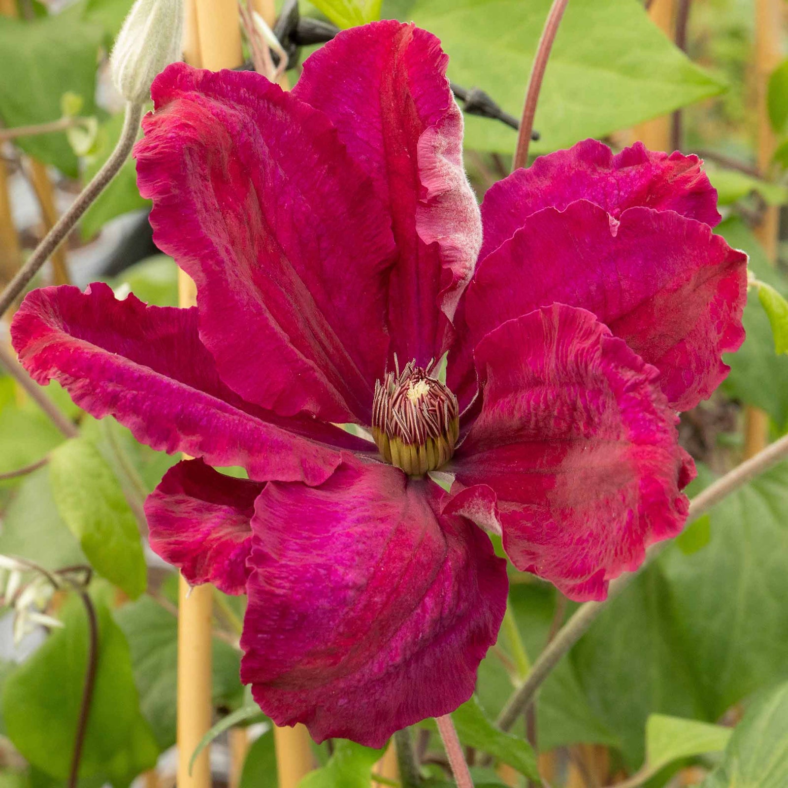 Clematis 'rouge Cardinal' Climbing Red Clematis | 1 x 3L | Red