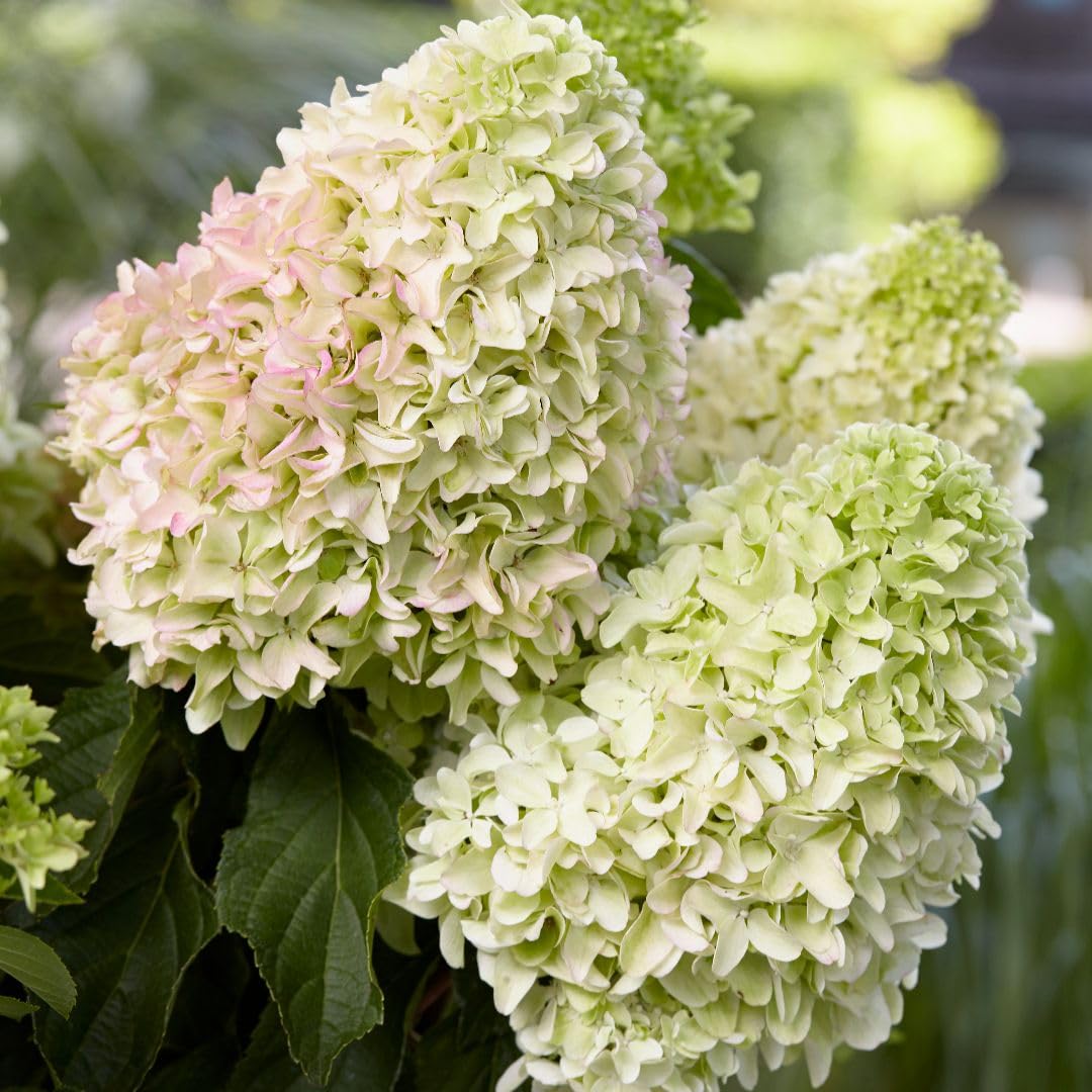 Hydrangea Little Fresco 9cm Potted Plant | Set of 2