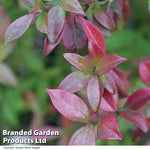 Trachelospermum Jasminoides 9cm Pot | 2 x 9cm