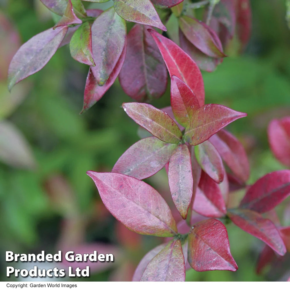 Trachelospermum Jasminoides 9cm Pot | 2 x 9cm