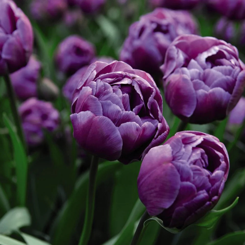 Tulip 'Blue Diamond' Bulbs | 32 x Bulbs