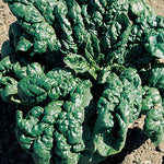 Organic Spinach 'america' | 500 Seeds | Green