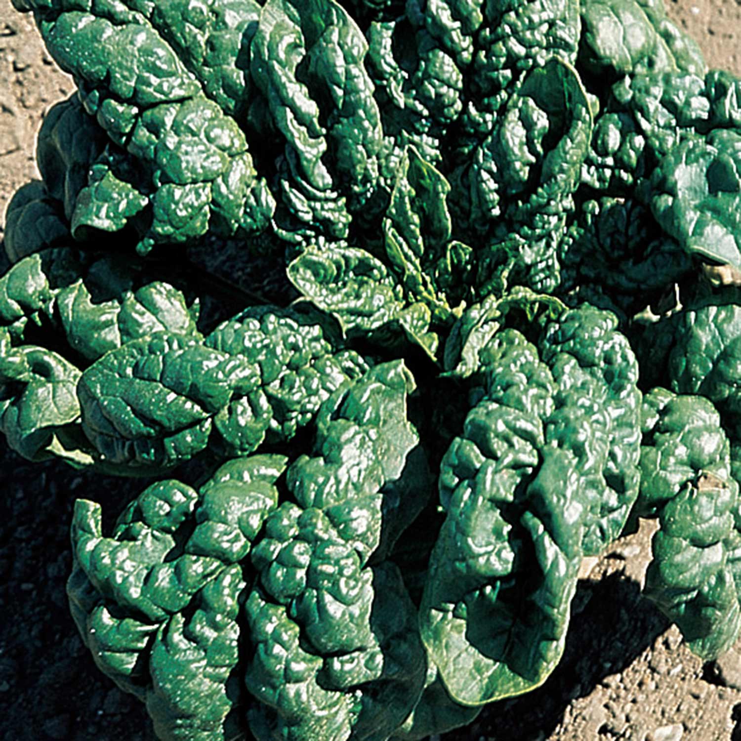 Organic Spinach 'america' | 500 Seeds | Green