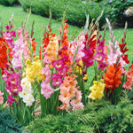 Gladiolus Large-flowered Mix | 15 x Bulbs | Multi